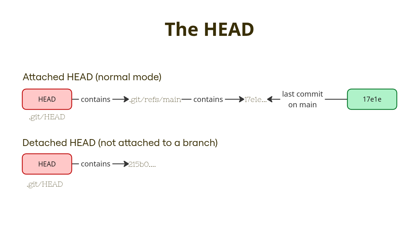 the HEAD - see text for explanation and description
